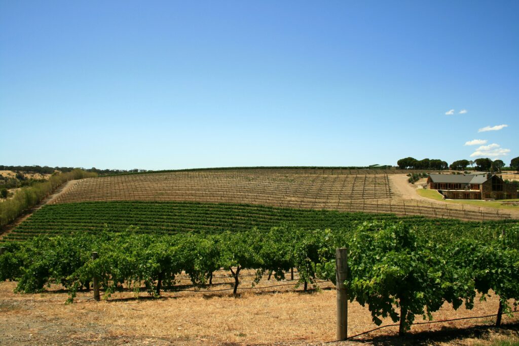 Stunning Vineyard in South Australia