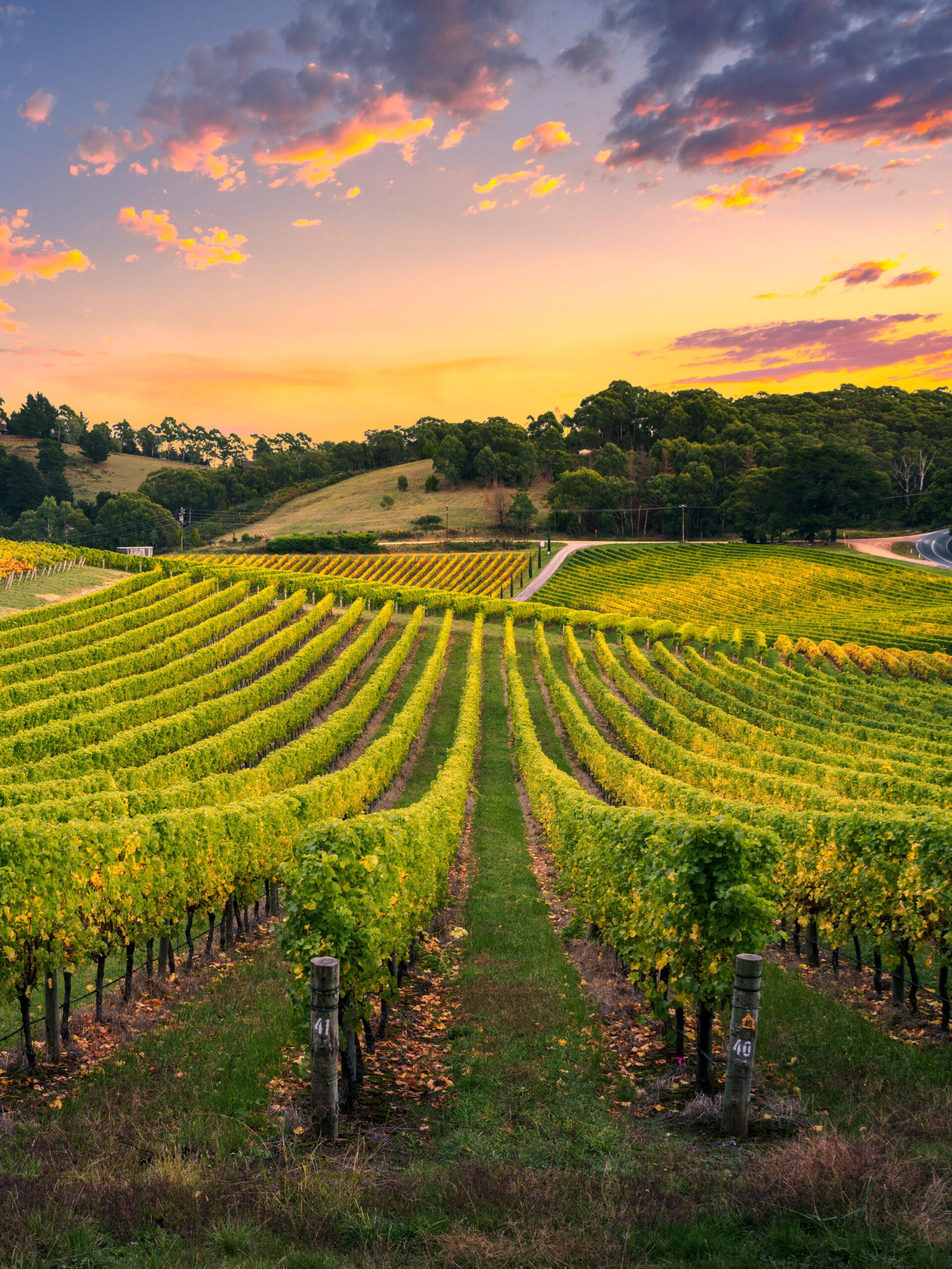 Vineyard in the Barossa Valley, South Australia