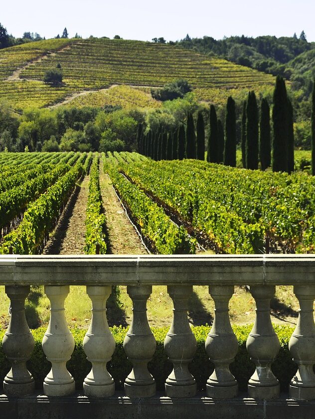 Vineyard in the Adelaide Hills, South Australia