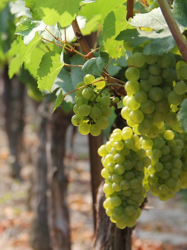 Vineyard in Clare Valley, South Australia