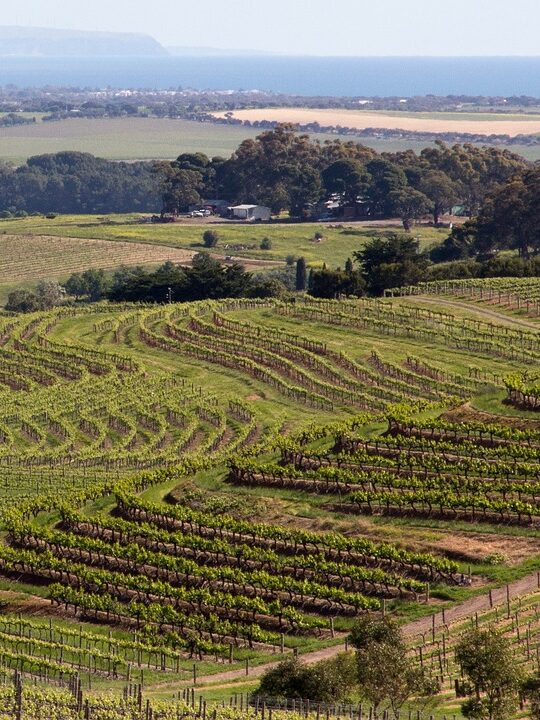 Vineyard in McLaren Vale, South Australia